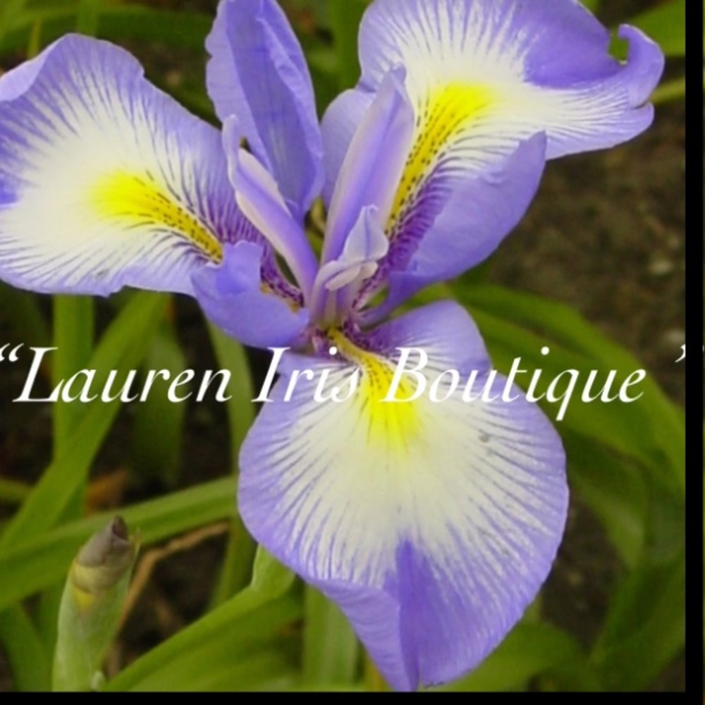 Meet your Posher, Tamika